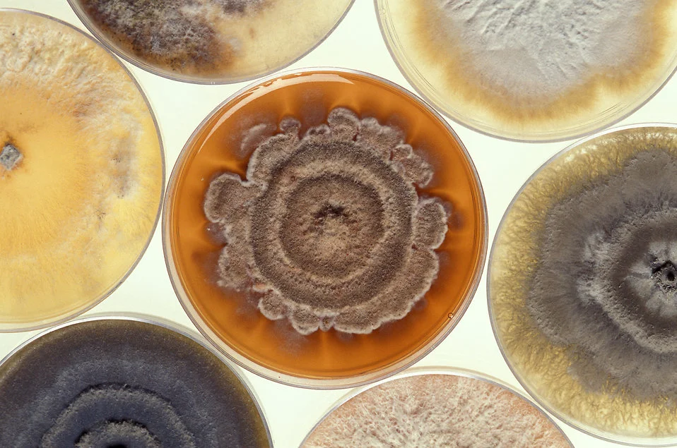 Bleach mold deals